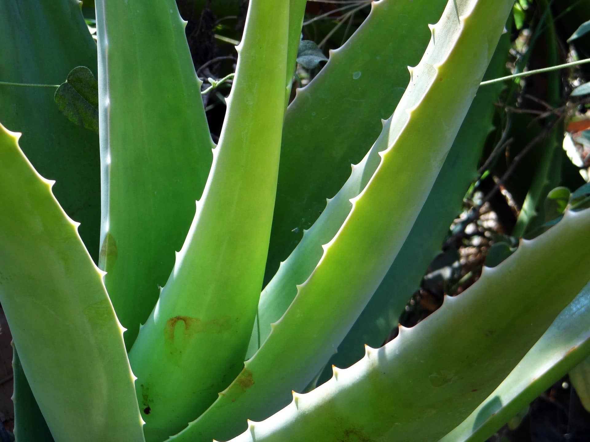 10 Vorteile von Aloe Vera - Einfach gesund mit Andreas